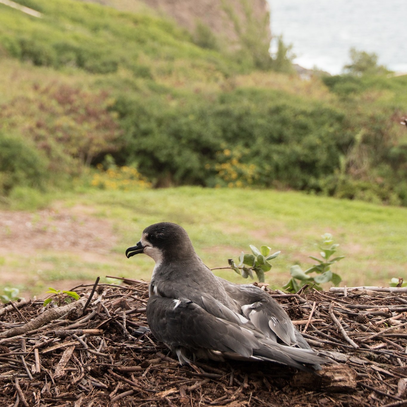 Hawaiian Petrel Nihoku PRC