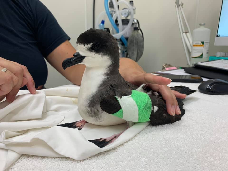 Hawaiian Petrel brokenn WJing Hawaii Wildlife Centre