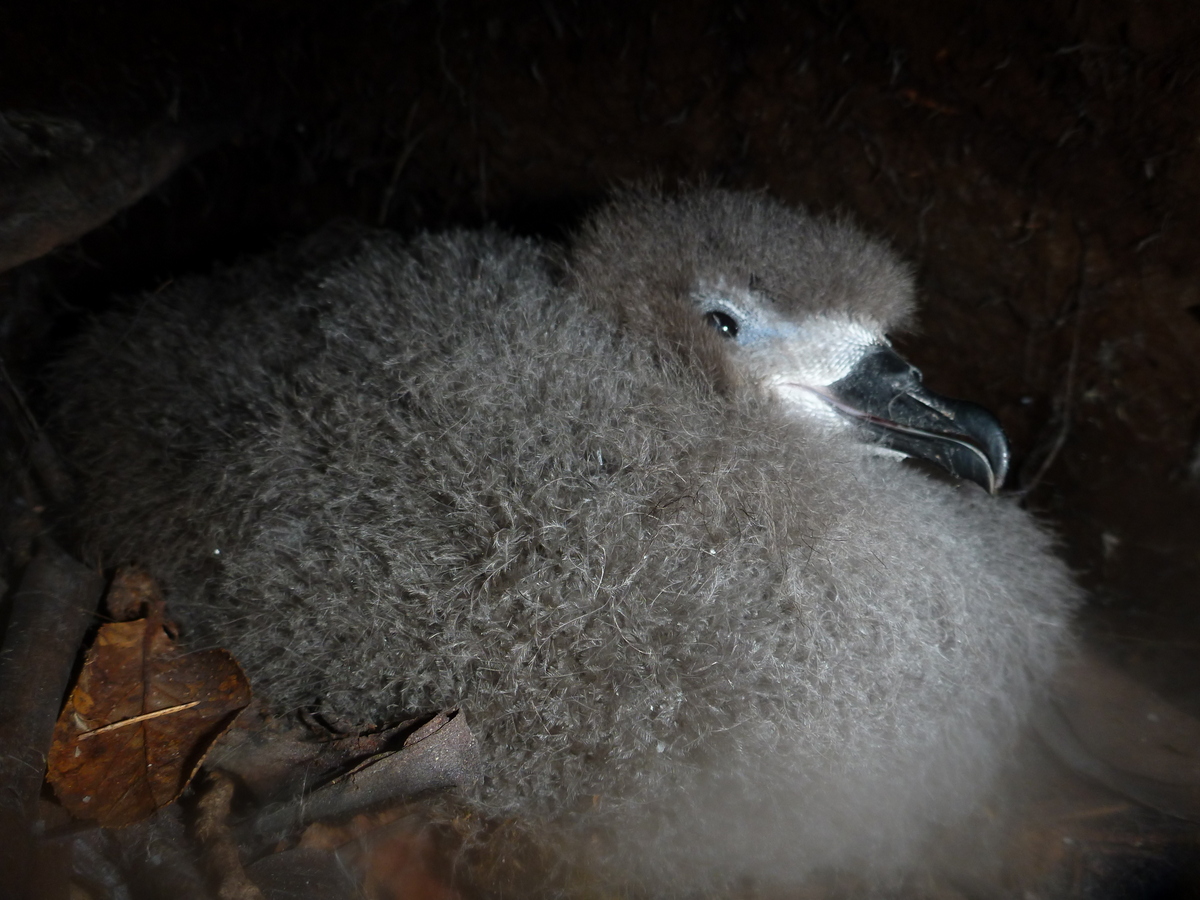 Hawaiian Petrel chick Andre Raine