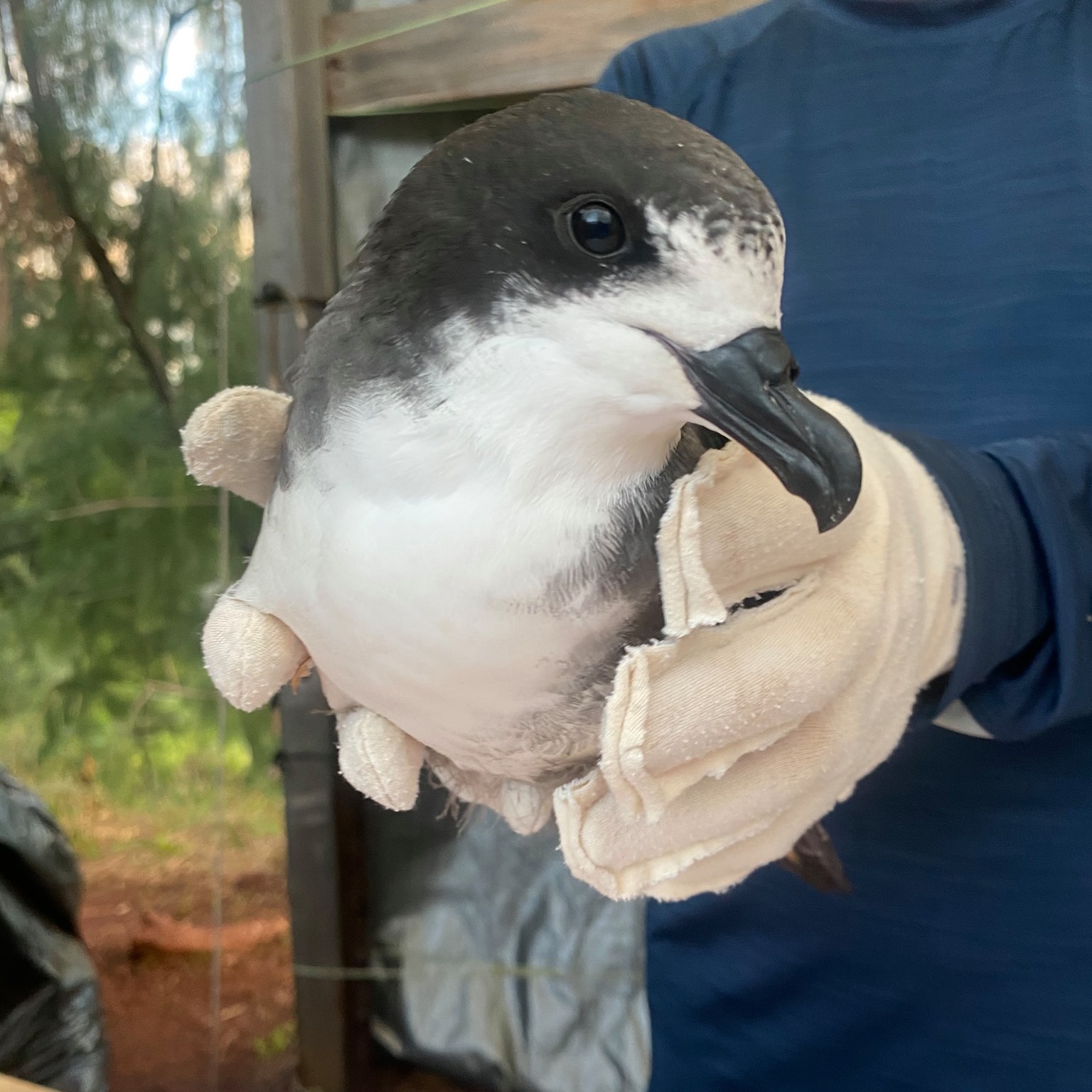 Hawaiian Petrel in hand