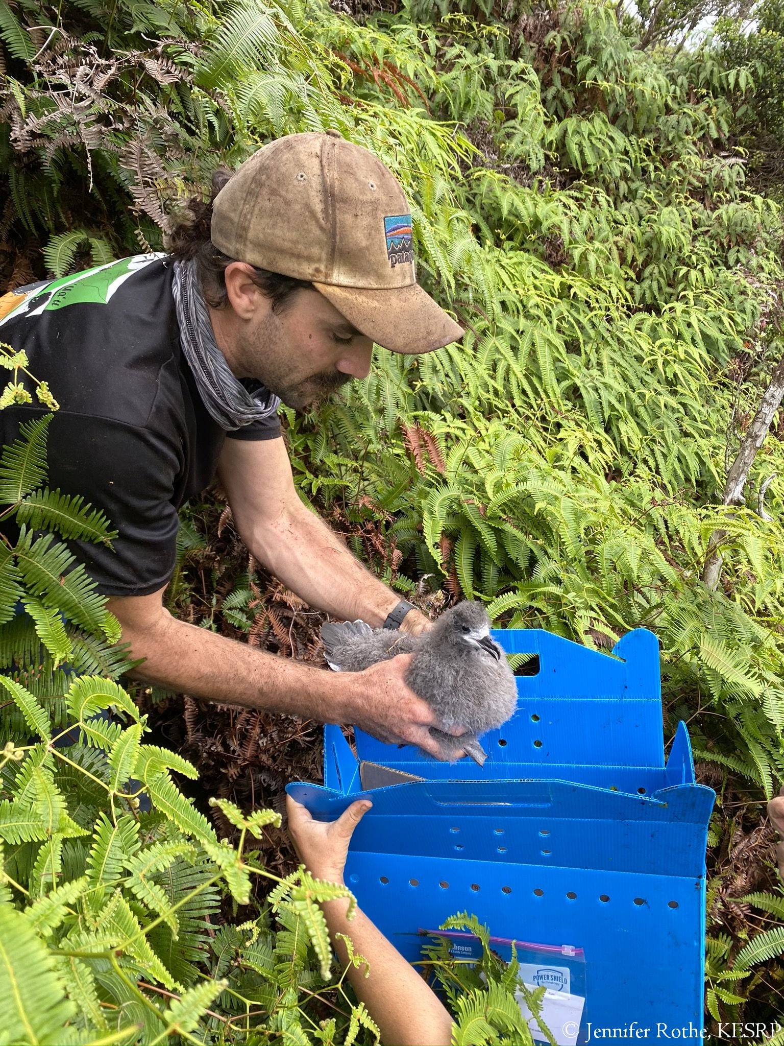 Hawaiian Petrel translocation