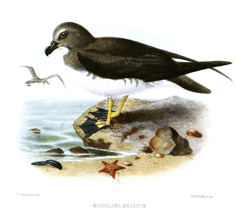 Magenta Petrel Oestrelata magentae Keulemans