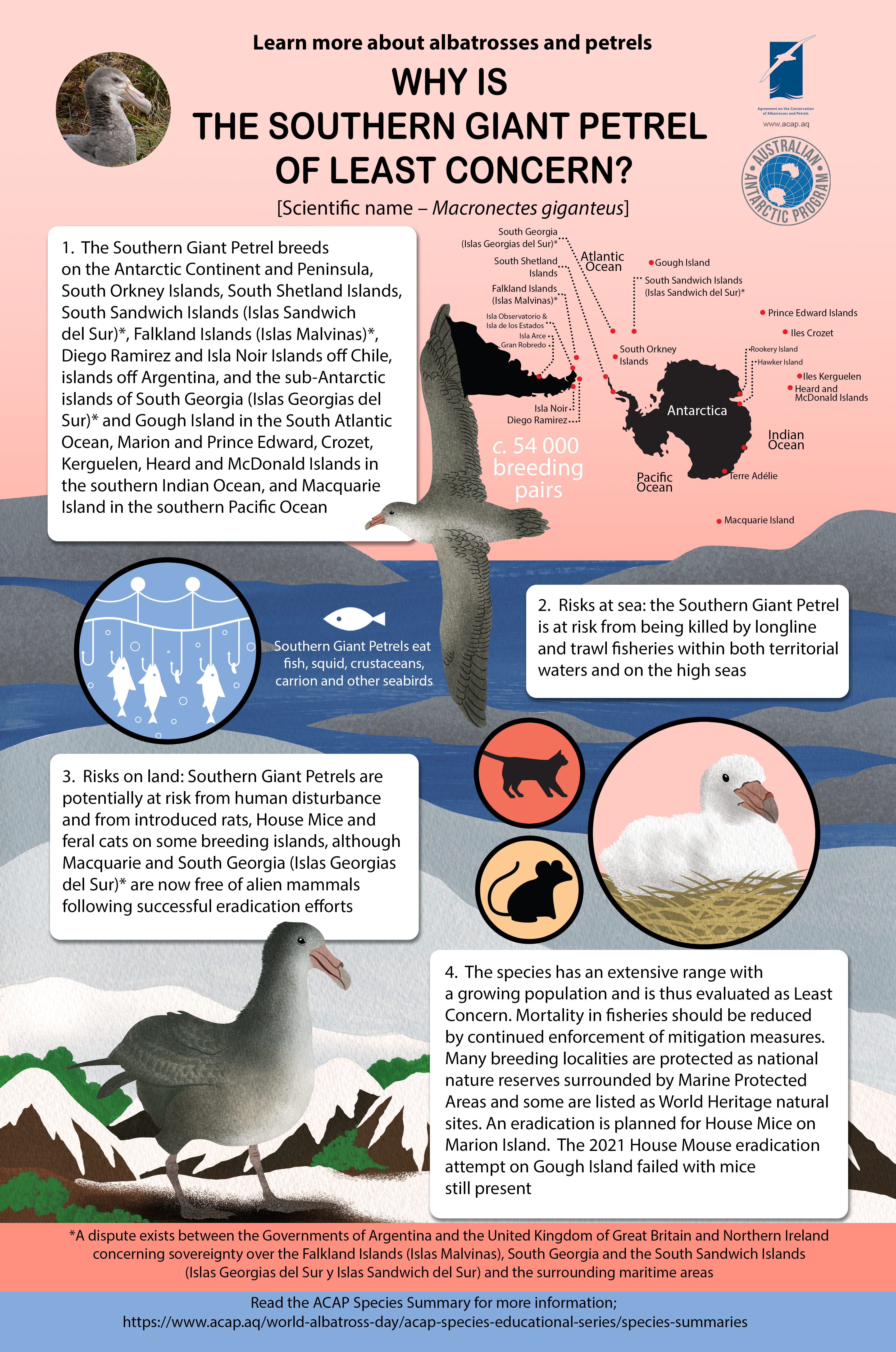 ACAP Southern Giant Petrel mediumposter 7MB e
