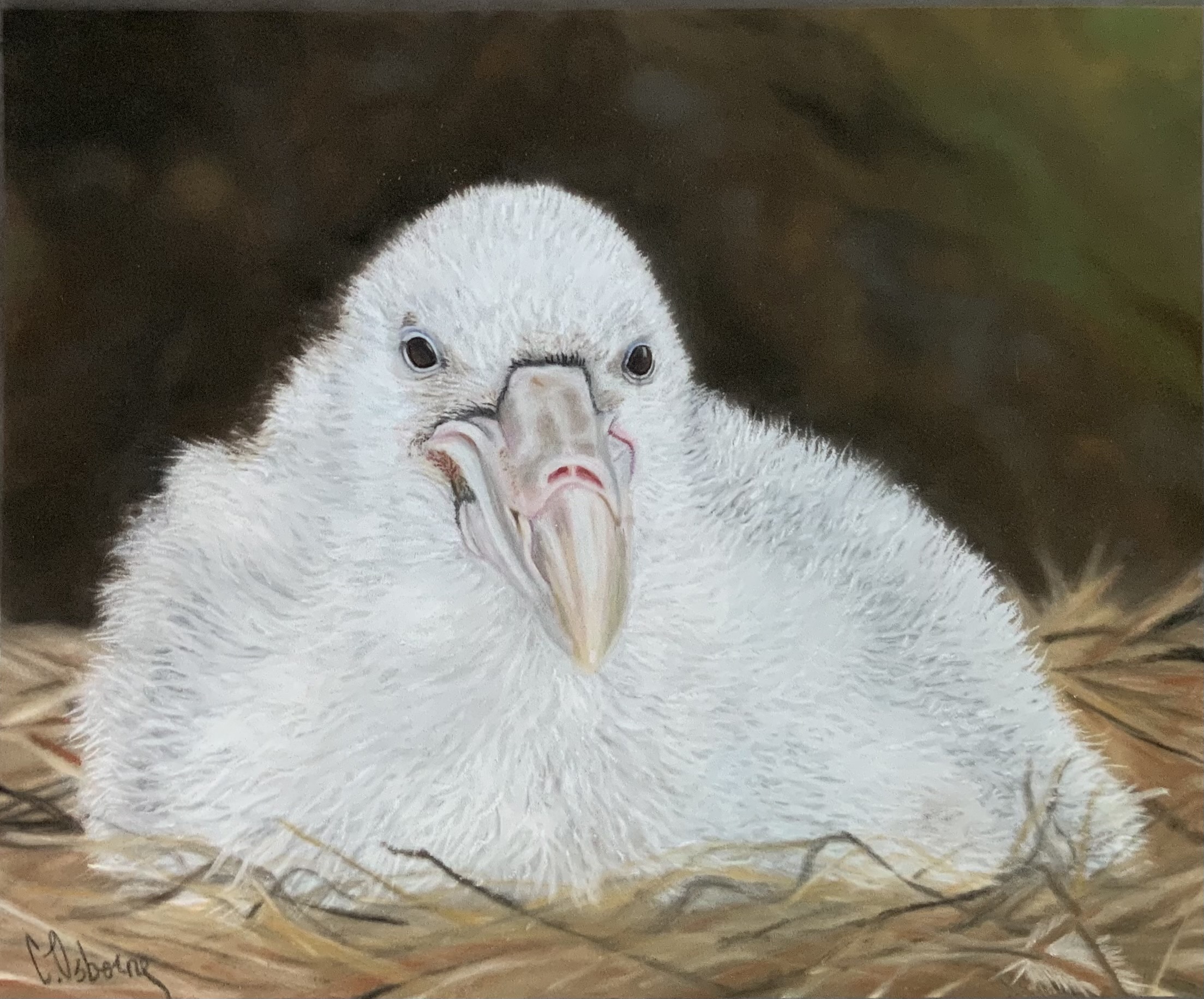 Claire Osborne Northern Giant Petrel chick Pastel pencils and pans on Pastelmat 8.5 x10 inches Liezl Pretorius Marion Island