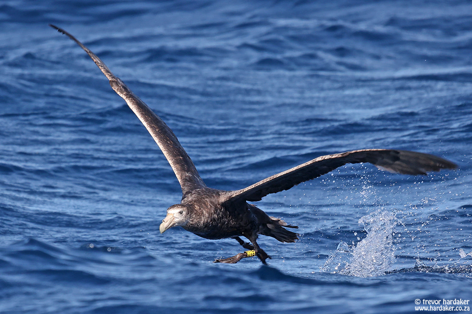 H19 Southern Giant Petrel Trevor Hardaker