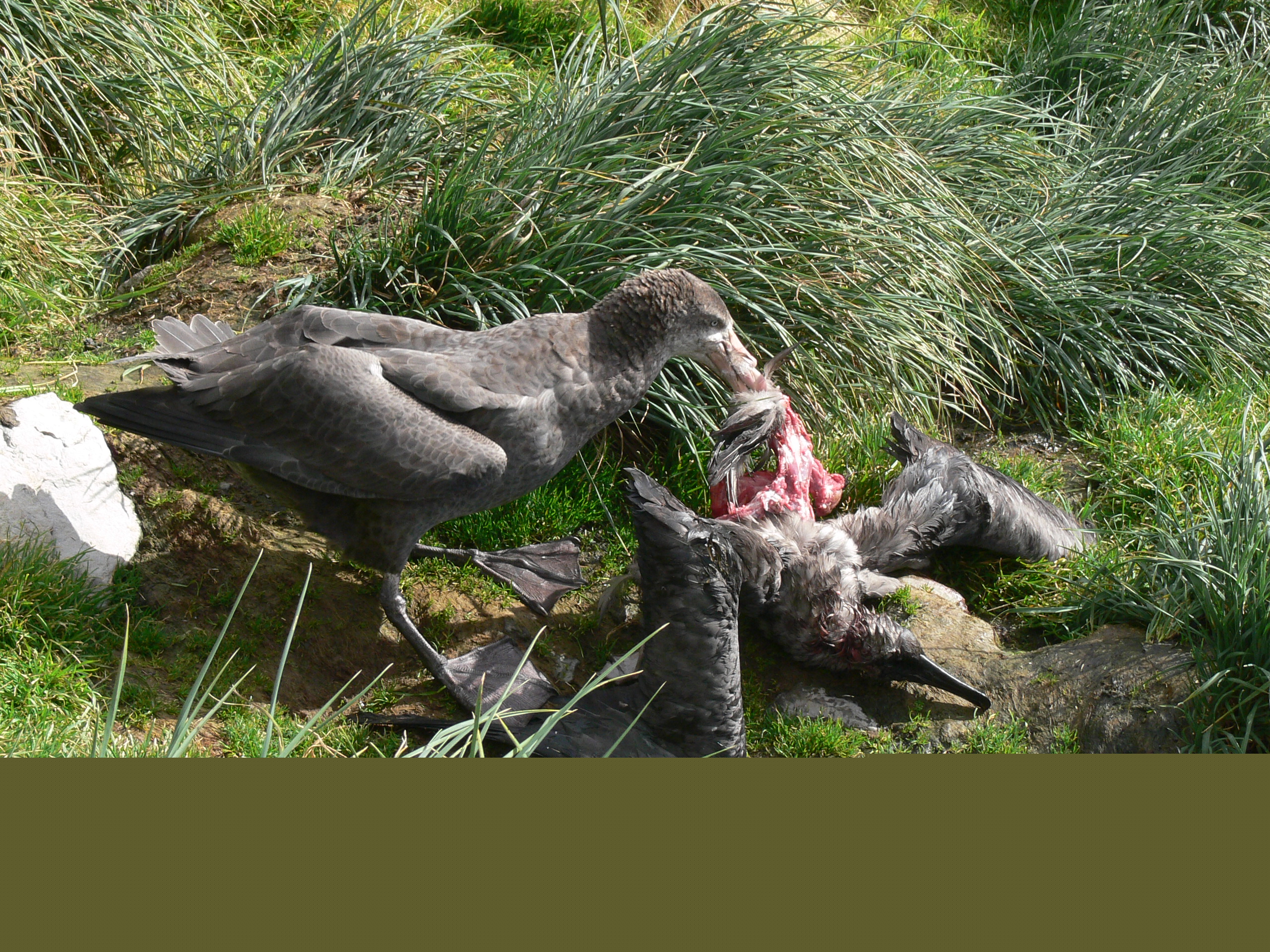 Northern Giant Petrel with sooty albatross chick Marienne de Villiers