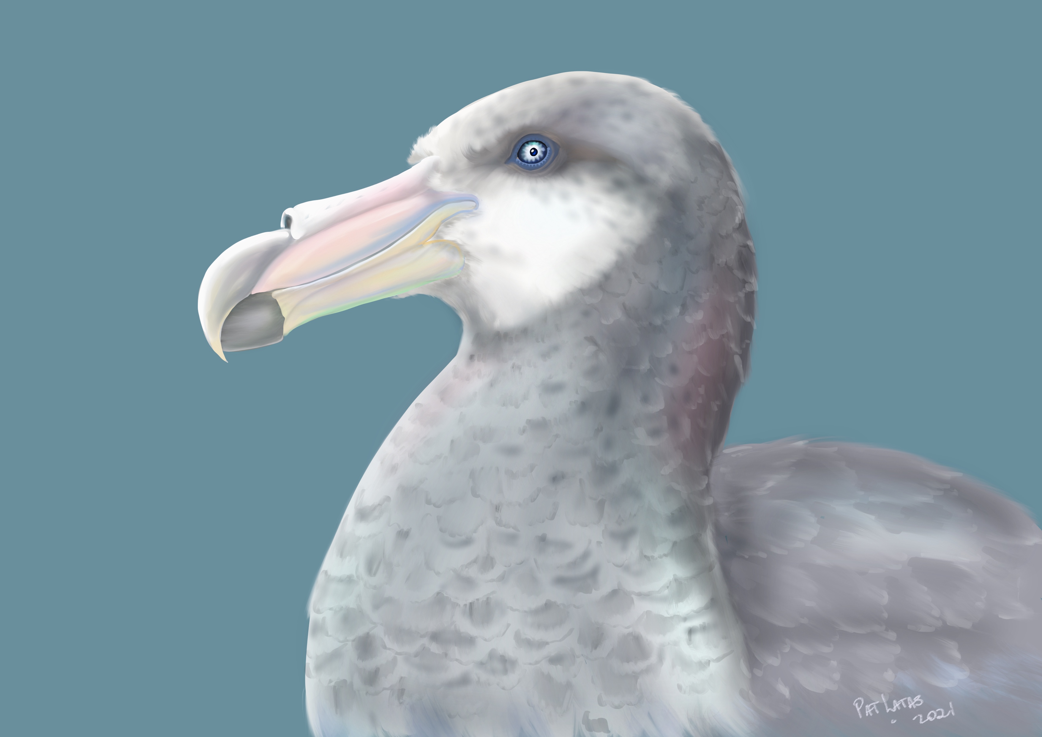 Pat Latas Southern Giant Petrel digital Michelle Risi Gough