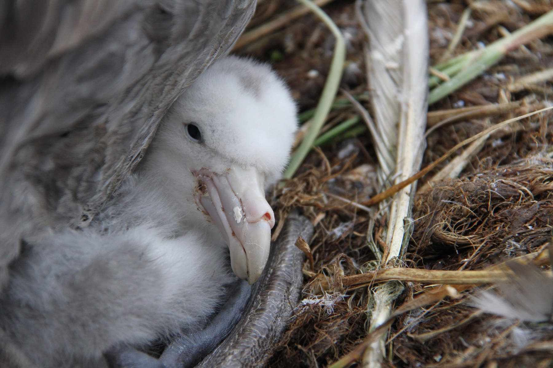 SGP downy chick Bird Island Alex Dodds S