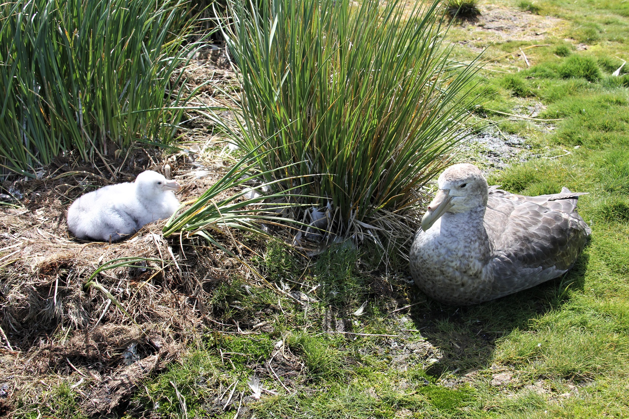 SGP downy chick and adult Bird Island Alex Dodds S