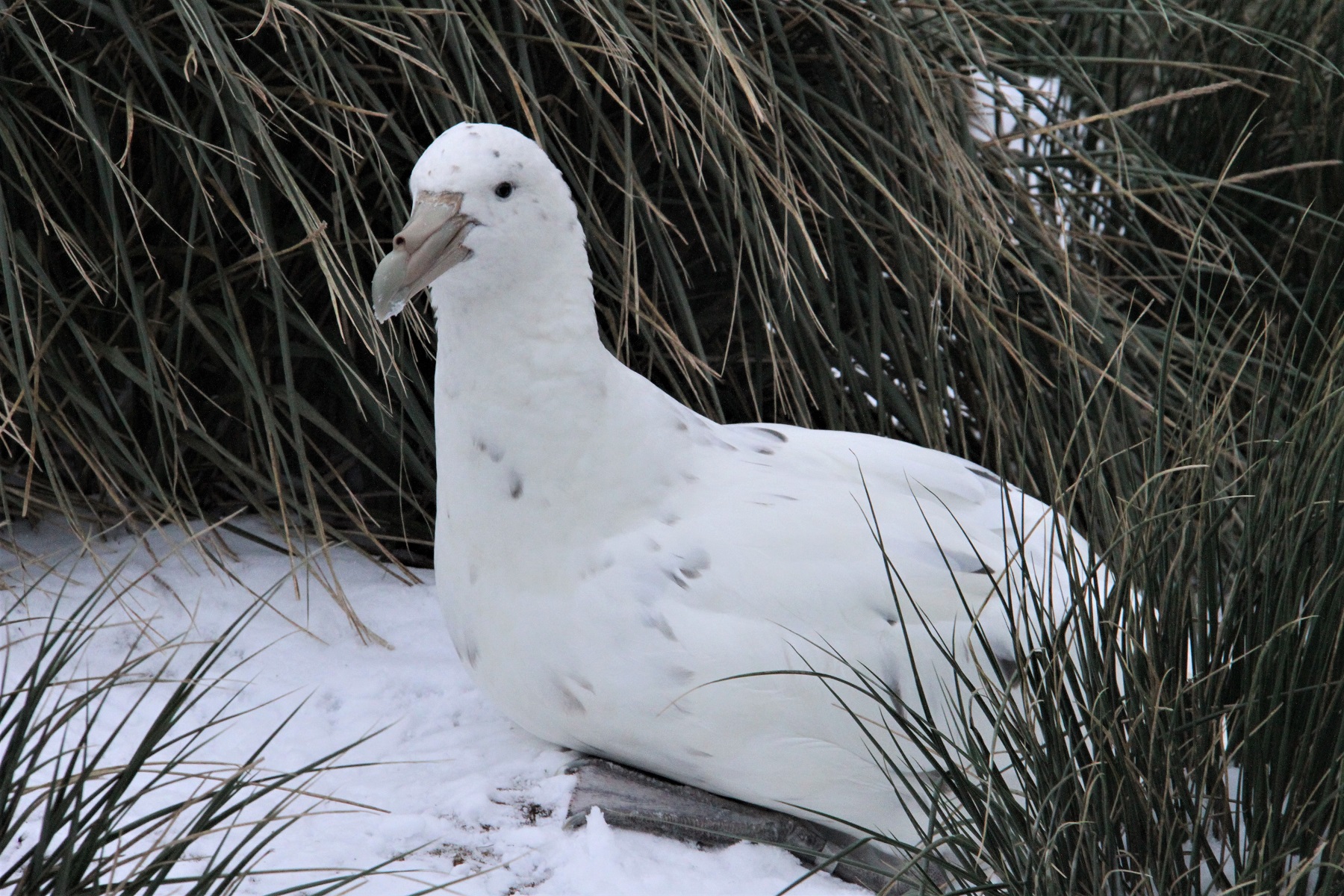 SGP white phase Bird Island Alex Dodds S