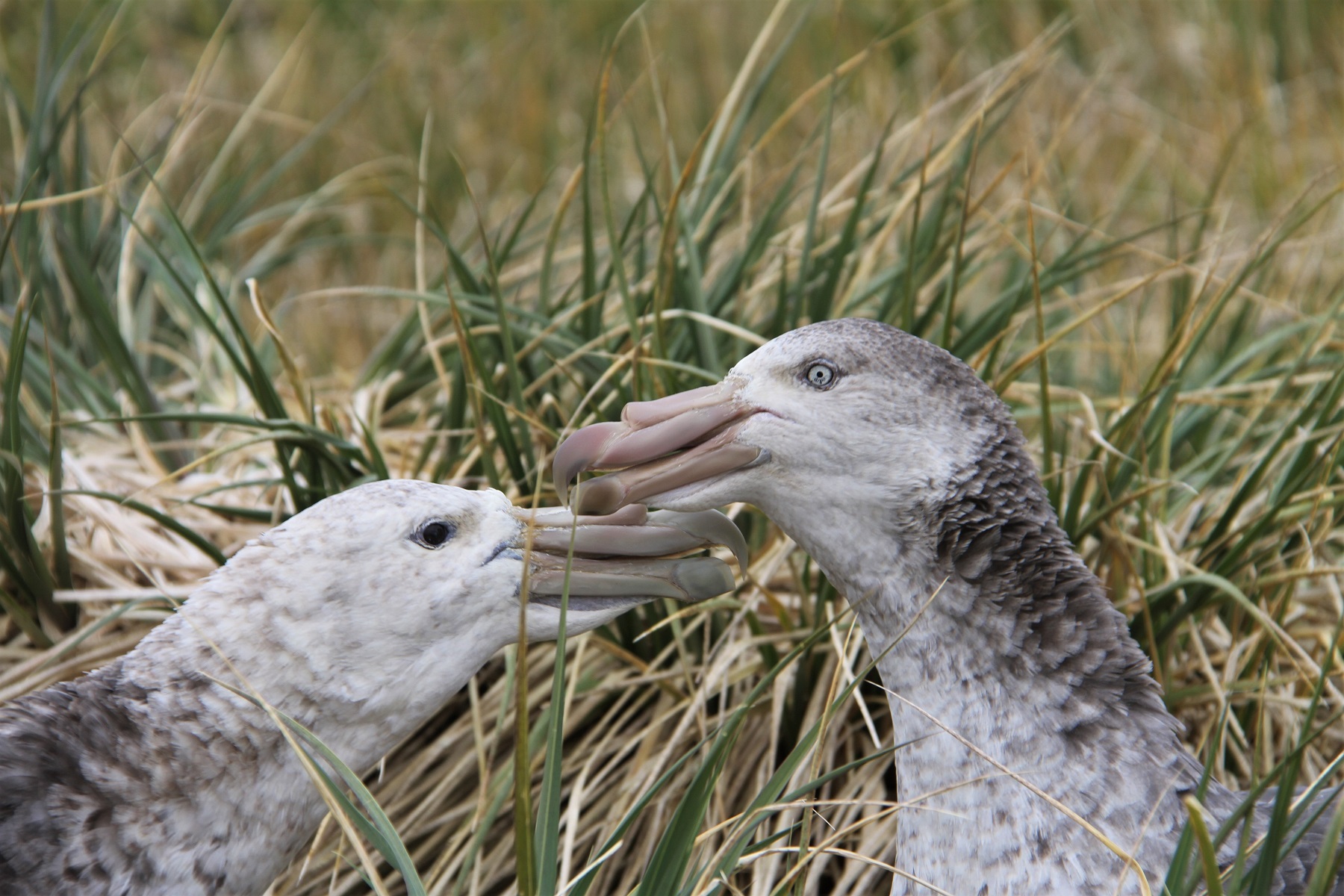 SGPs Bird Island Alex Dodds S