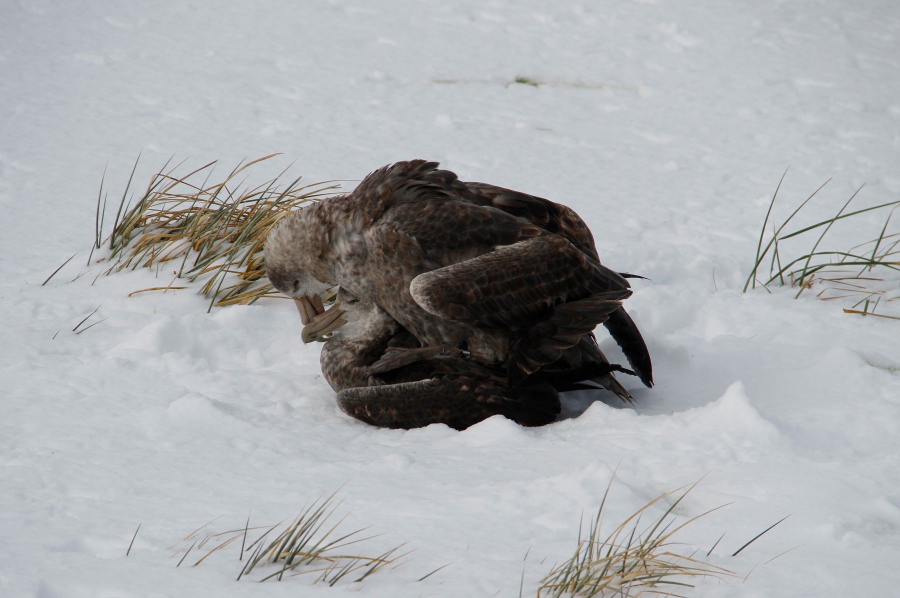 SGPs mating Bird Island Alex Dodds S