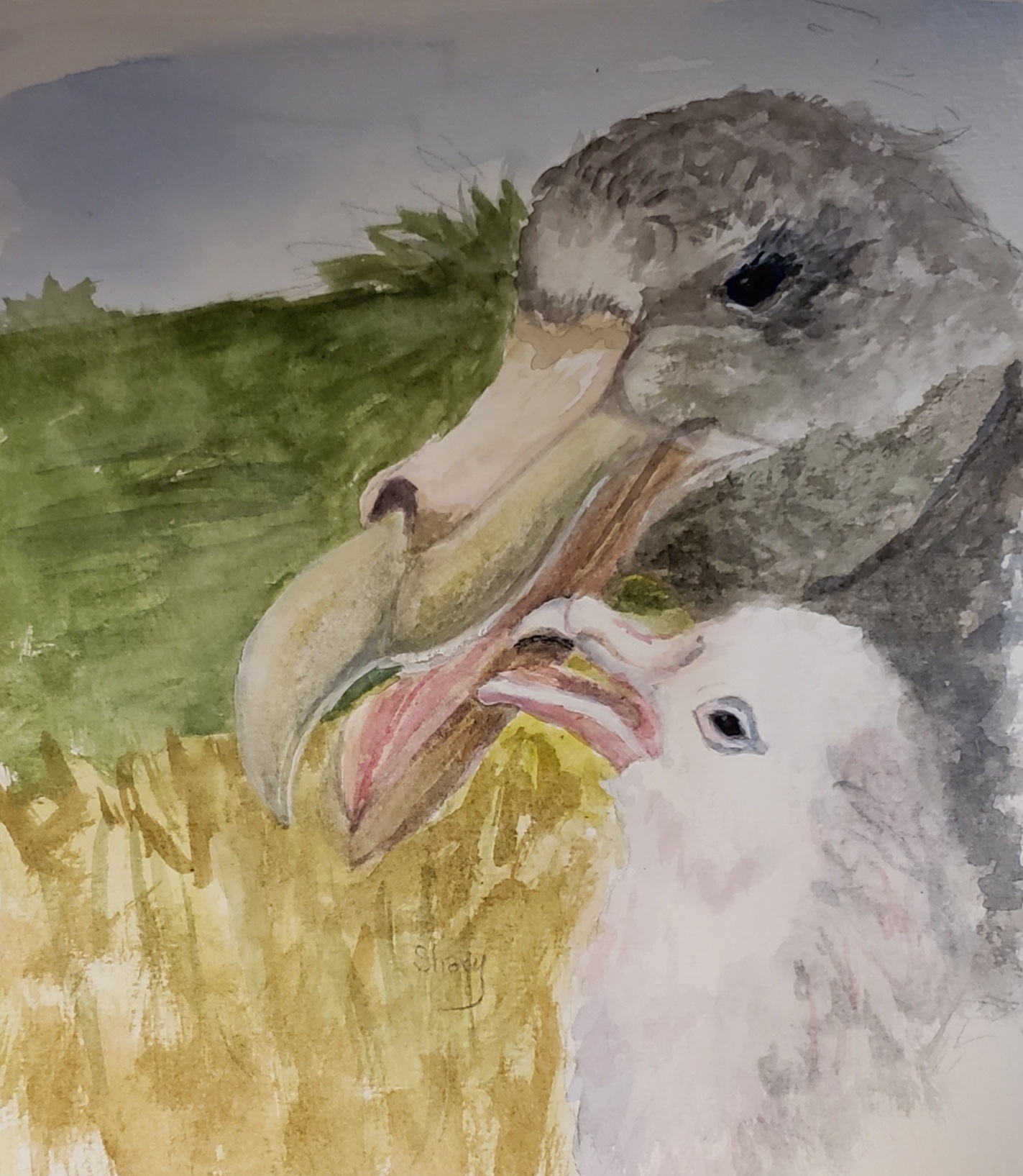 Shary Weckwerth Southern Giant Petrel watercolour Michelle Risi