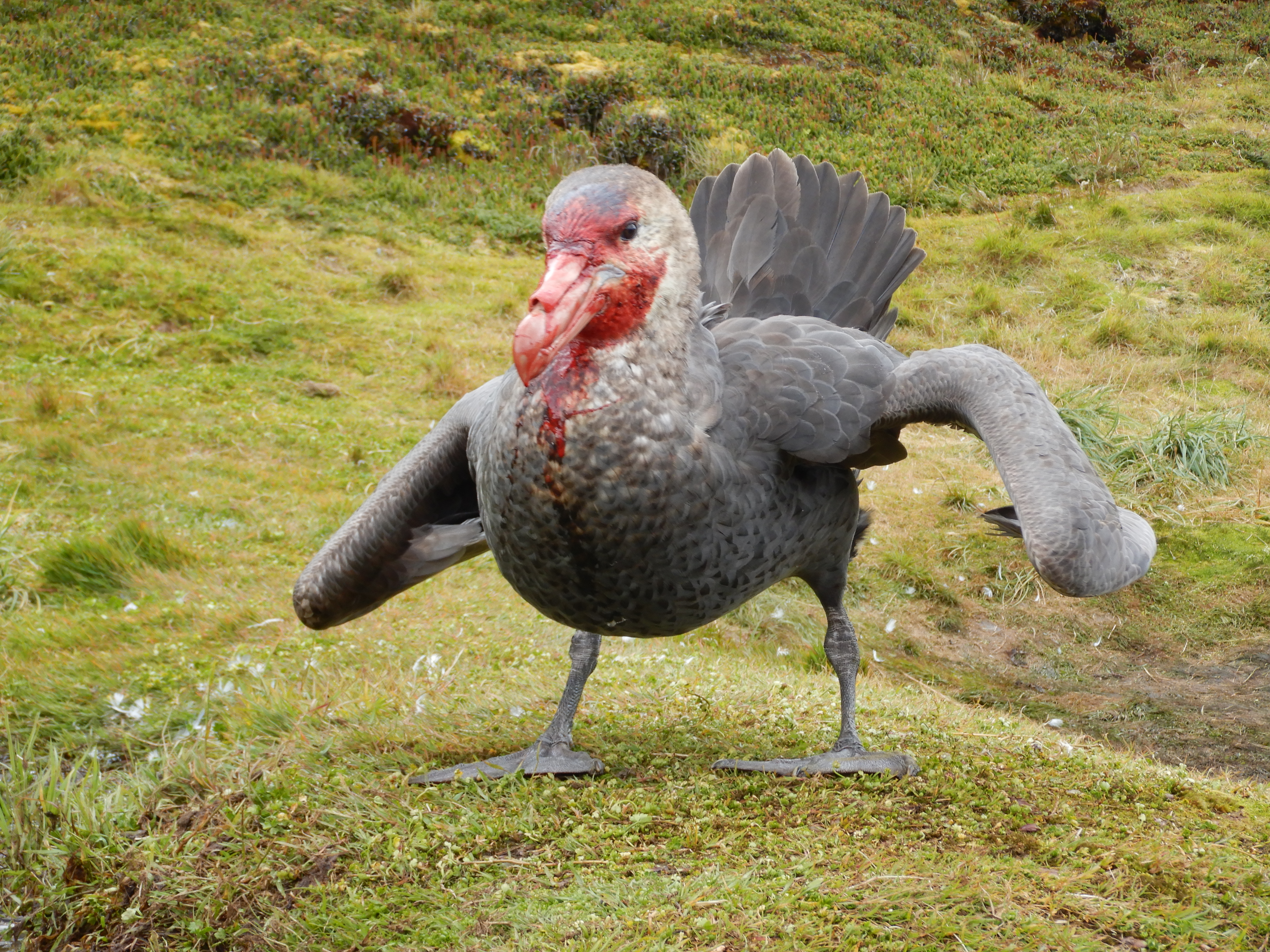 Southen Giant Petrel 4 MARION2018 LIEZL PRETORIUS