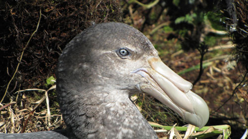 Southern Giant Petrel Gough Island by John Cooper