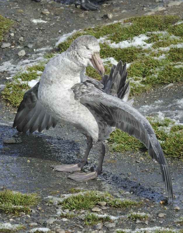 Southern Giant Petrel South Georgia 8 Kirk Zufelt