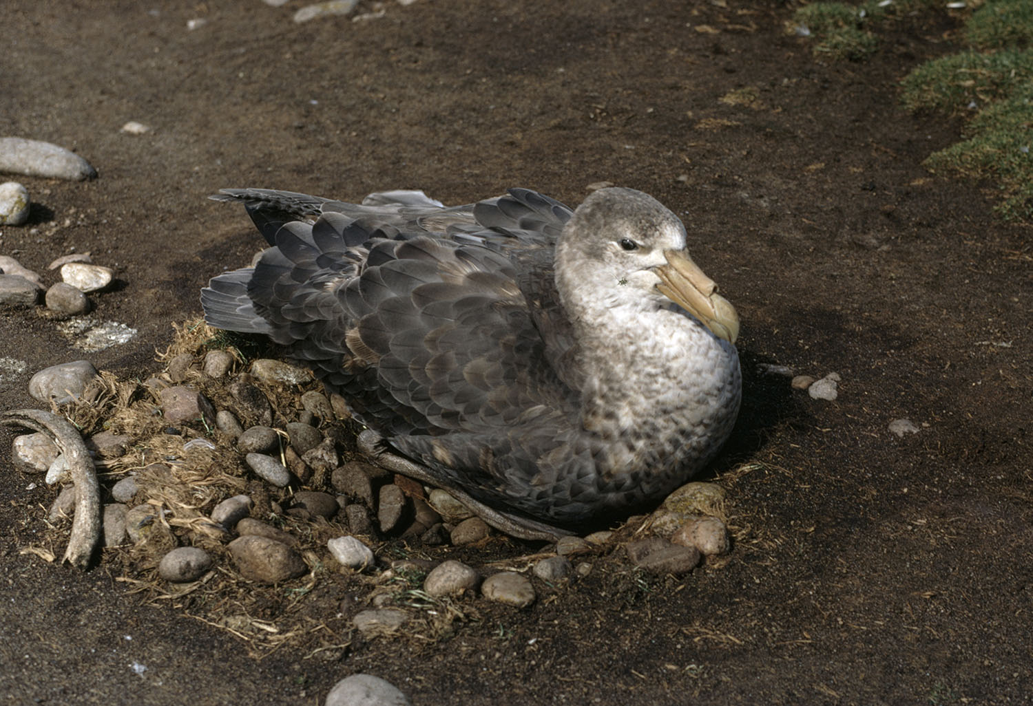 Southern Giant Petrel Steeple Dec 70 Ian Strange 2