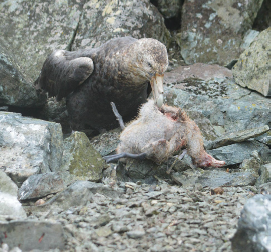 cannibalism Southrrn Giant Petrel