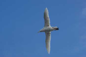 white-phase_southern_giant_petrel_gough_sept2010_steve_yaxley