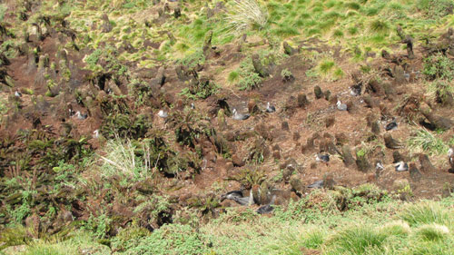 Southern_Giant_Petrel_colony_Gough_Island_by_John_Cooper