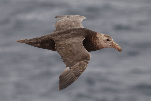 Southern_Giant_Petrel_flying_by_Warwick_Barnes