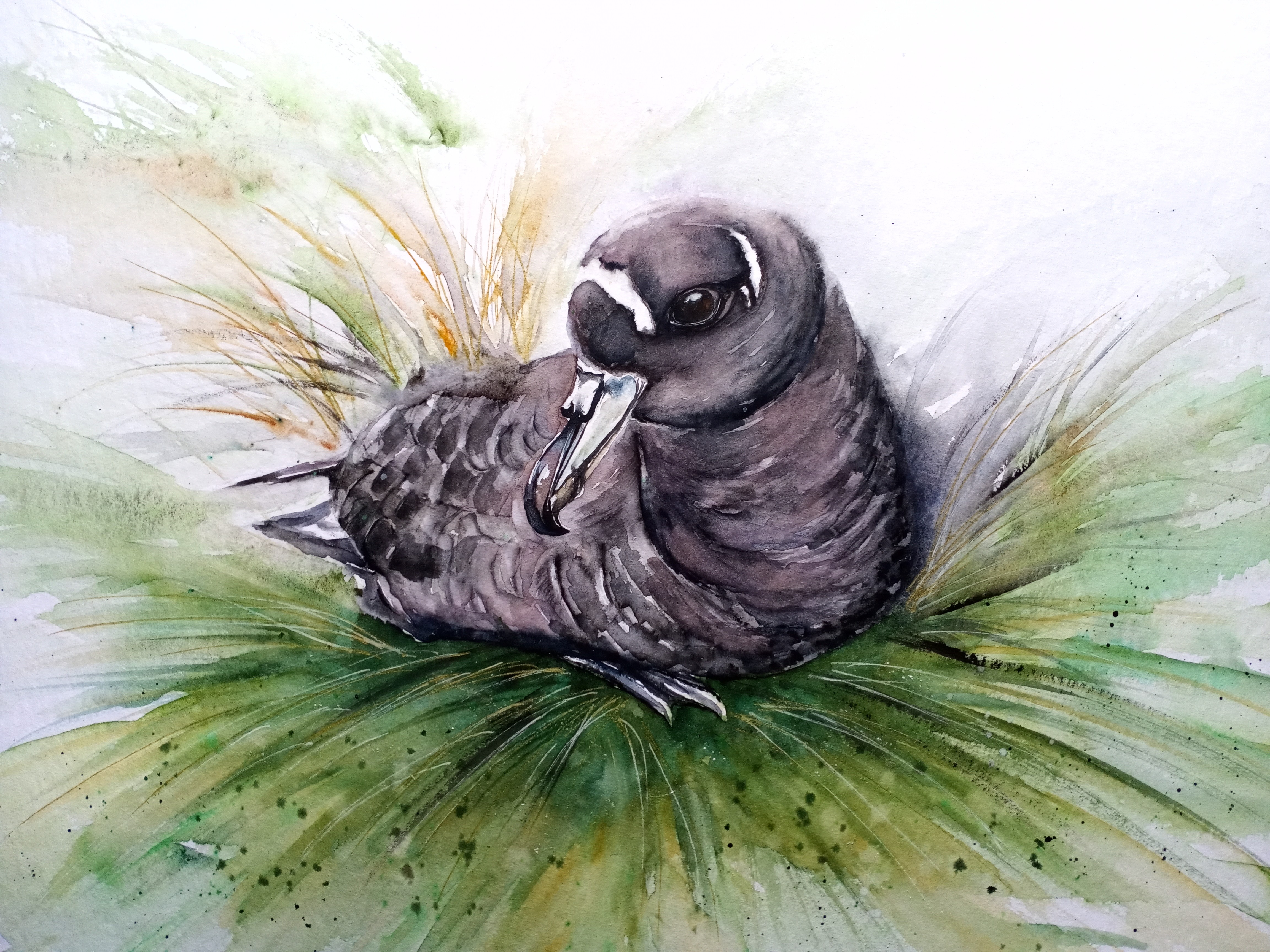 Helen Worthington Spectacled Petrel water colour Peter Ryan