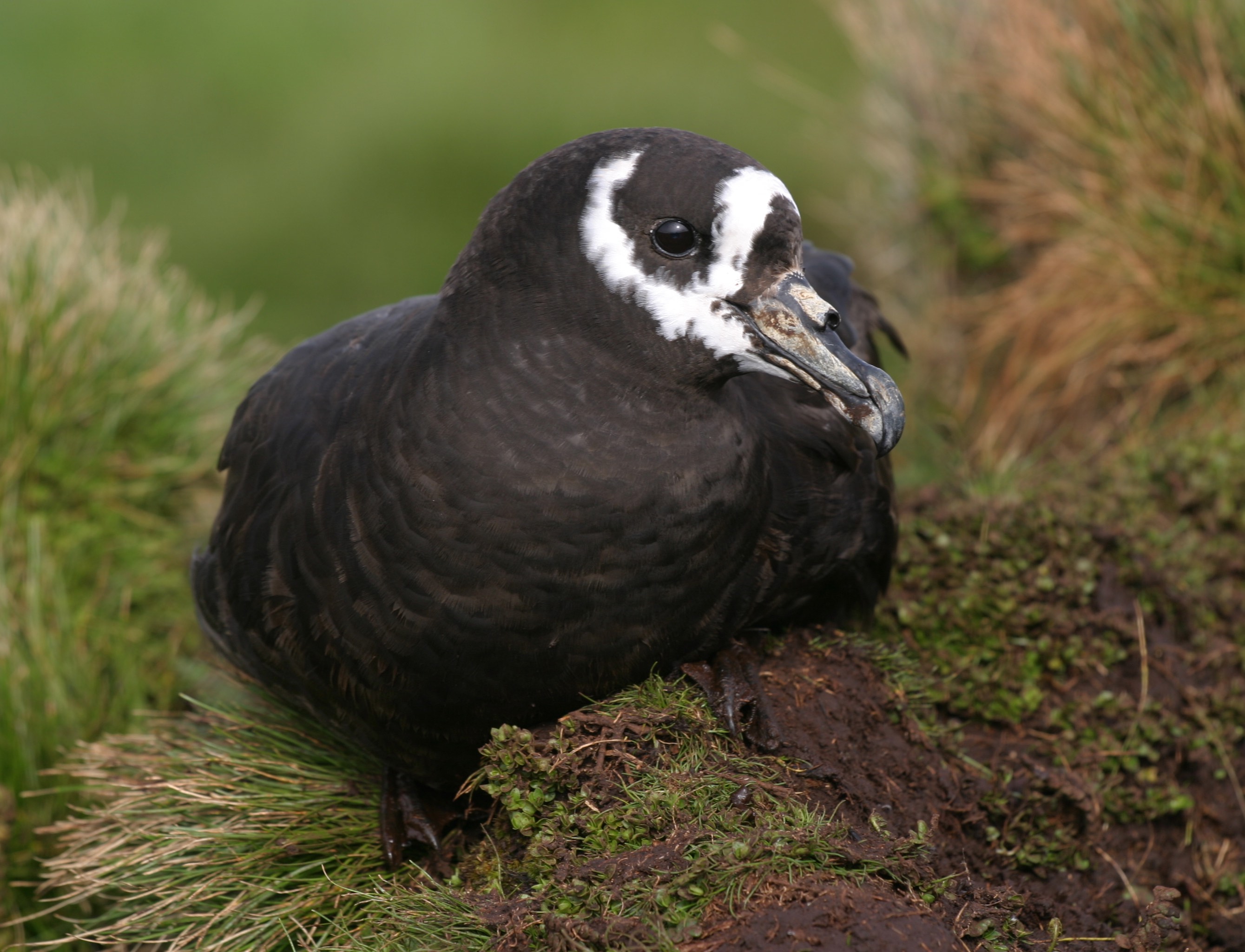 Spectacled Petrel Peter Ryan 2