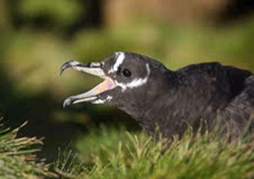 spectacled_petrel_inaccessible_island_by_peter_ryan