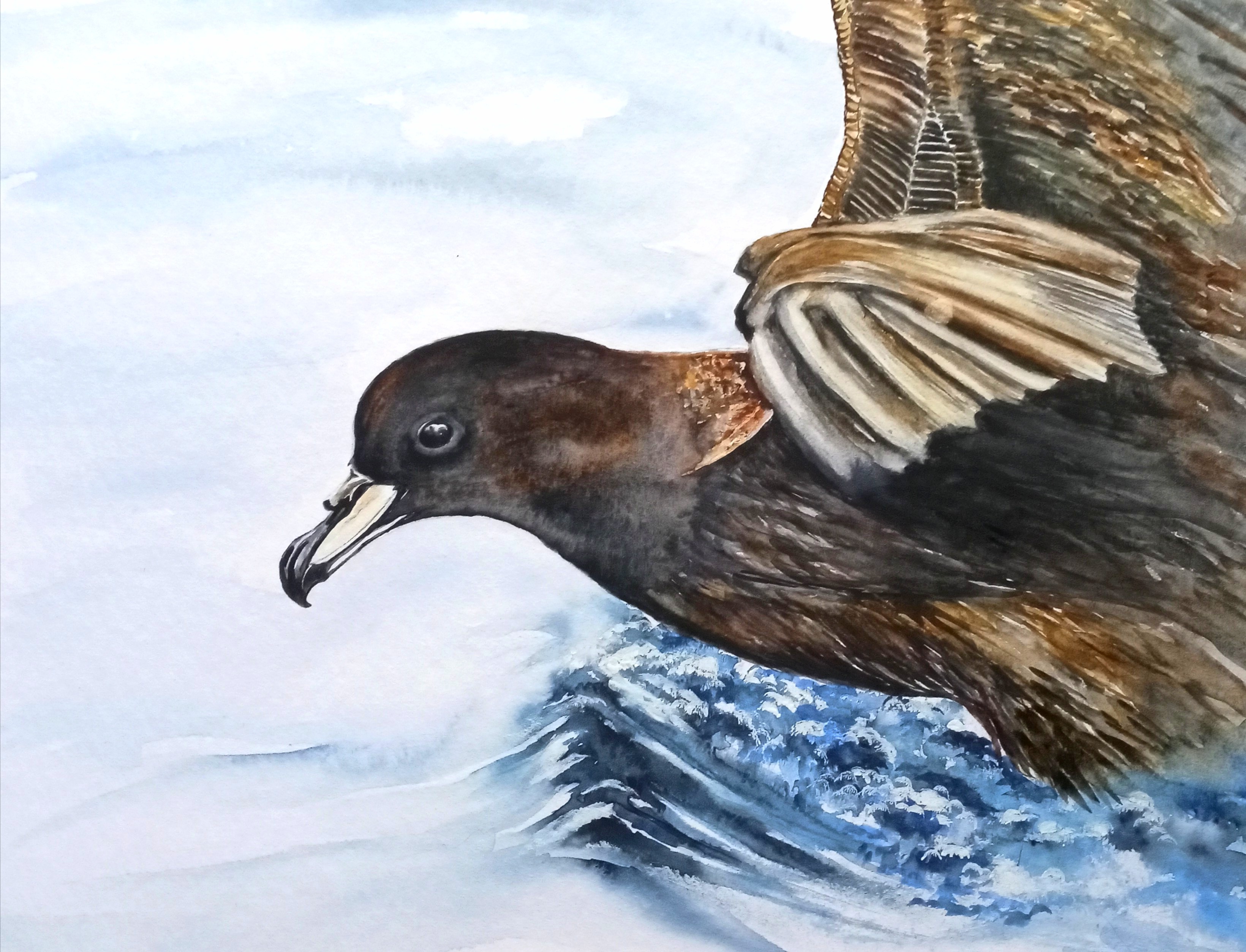 Helen Worthington Westland Petrel watercolour Frank Valckenborgh