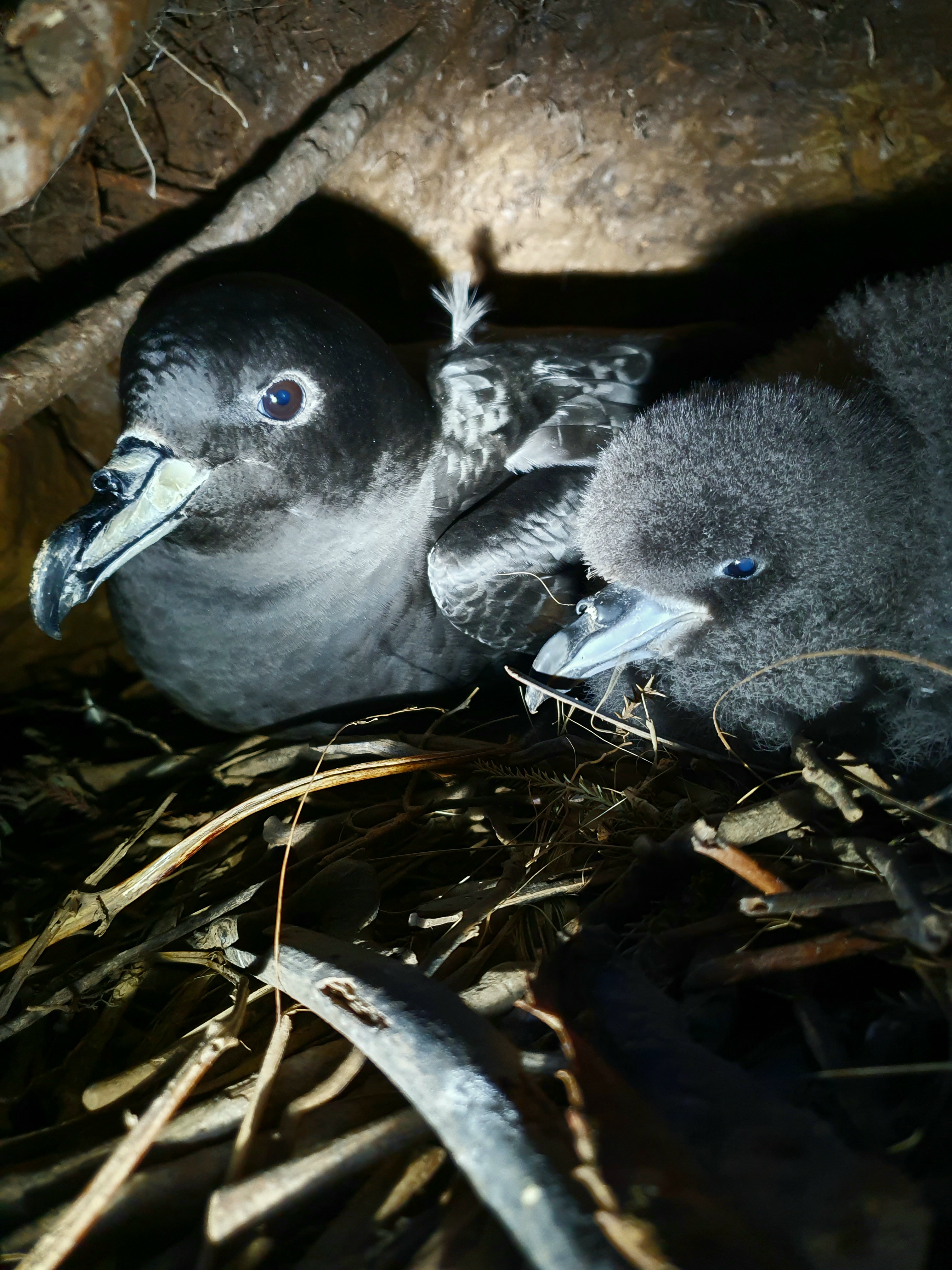 Kate Simister Westland petrel female and month old chick in nest