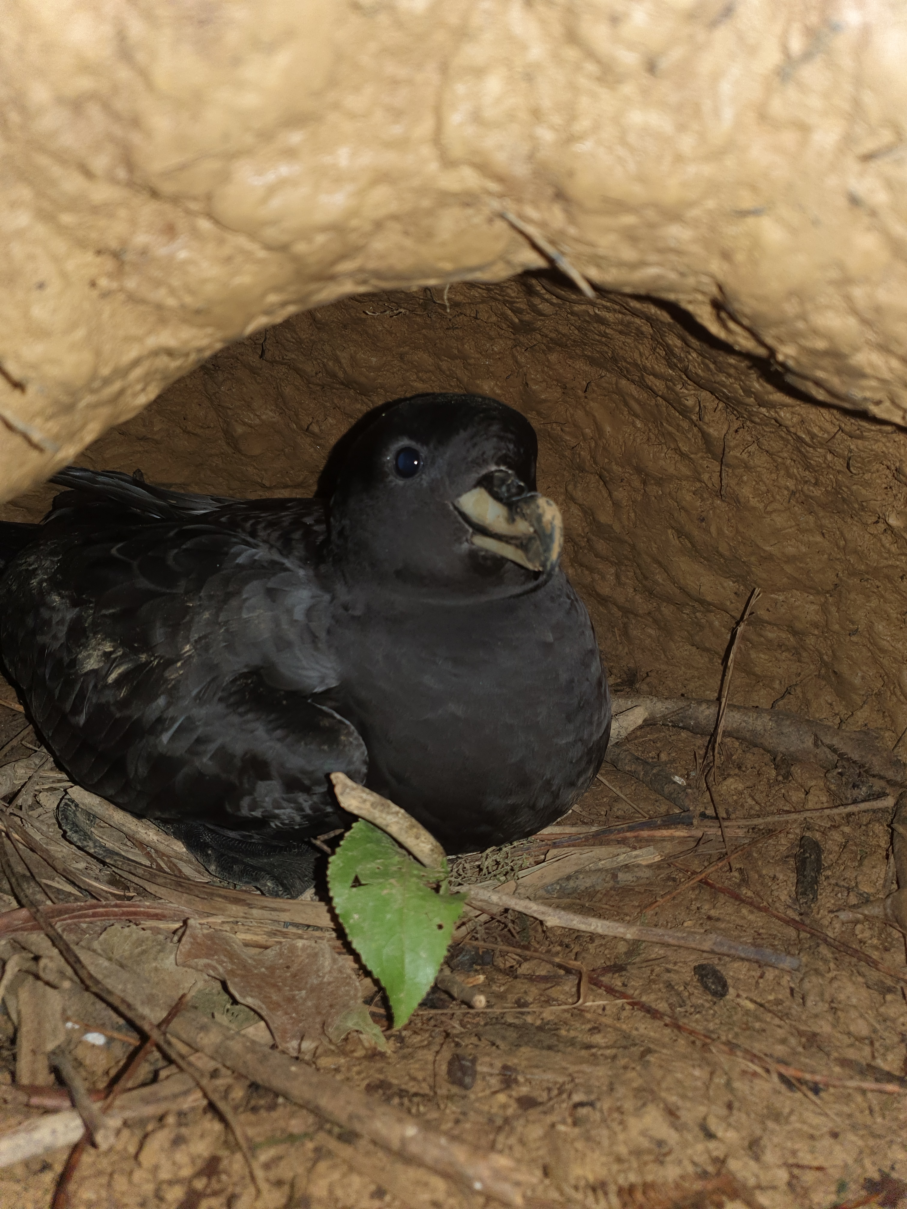 Kate Simister Westland petrel inside burrow on nest