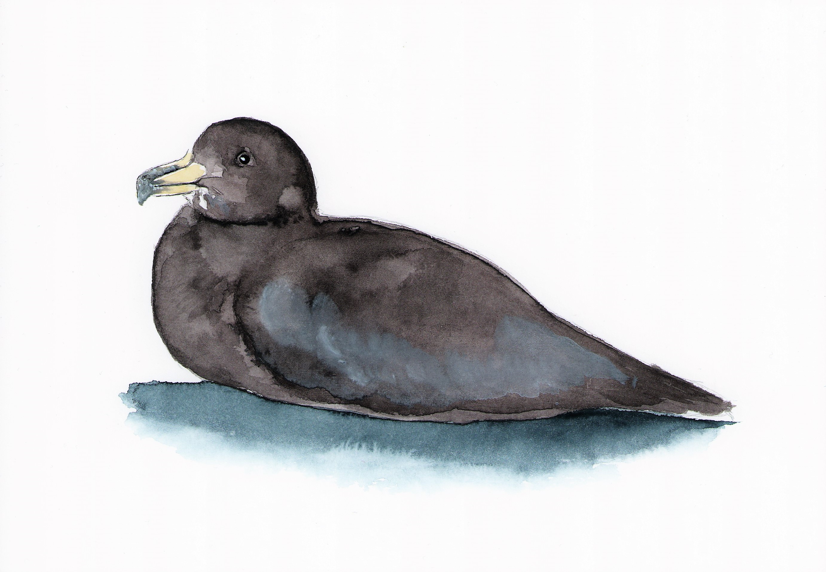 Lea Finke Westland Petrel watercolour Susan Waugh