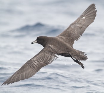 Westland Petrel Raja Stephenson