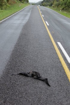 Westland Petrel road kill 2