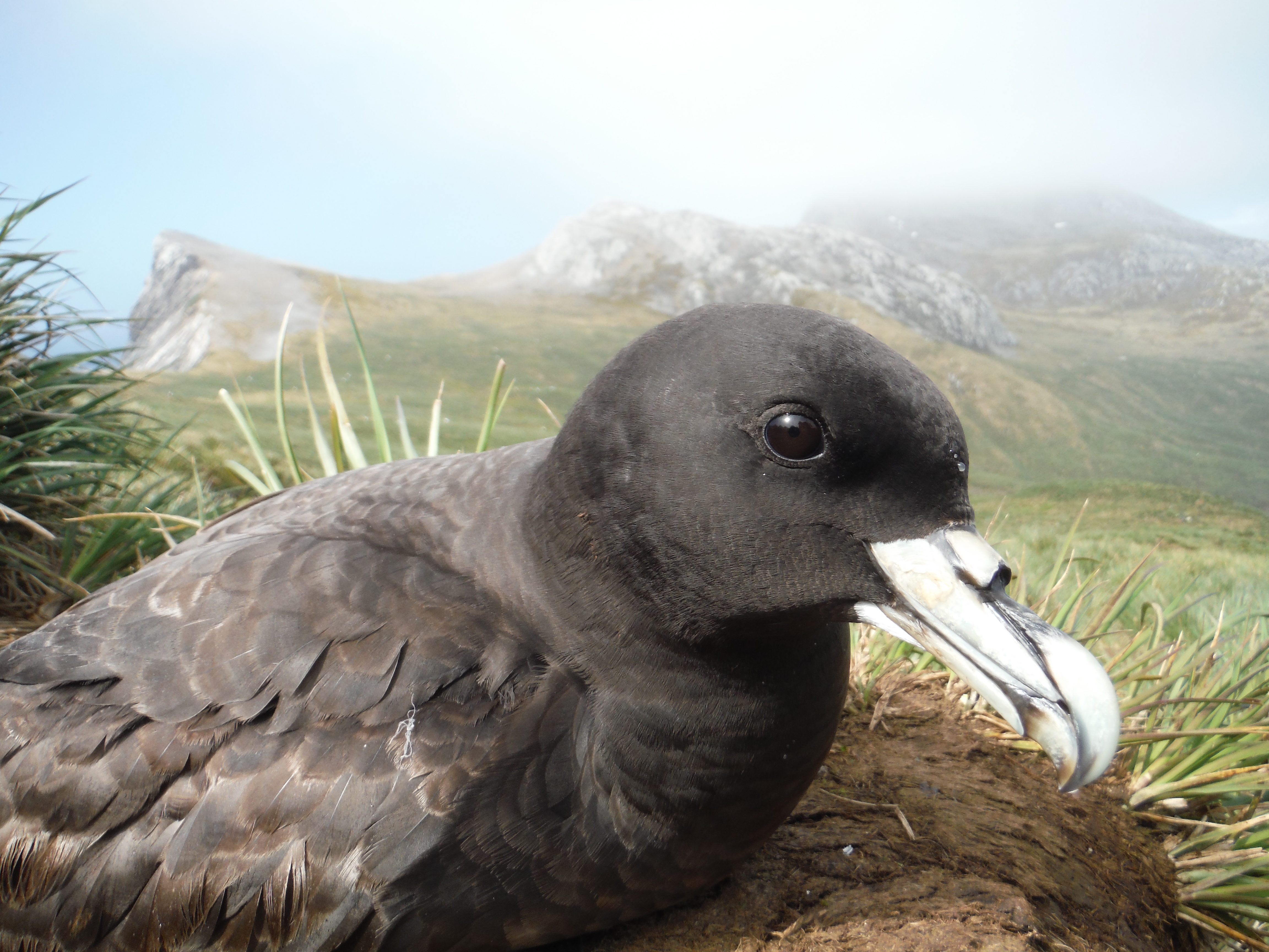 White chinned petrel by Richard Philips