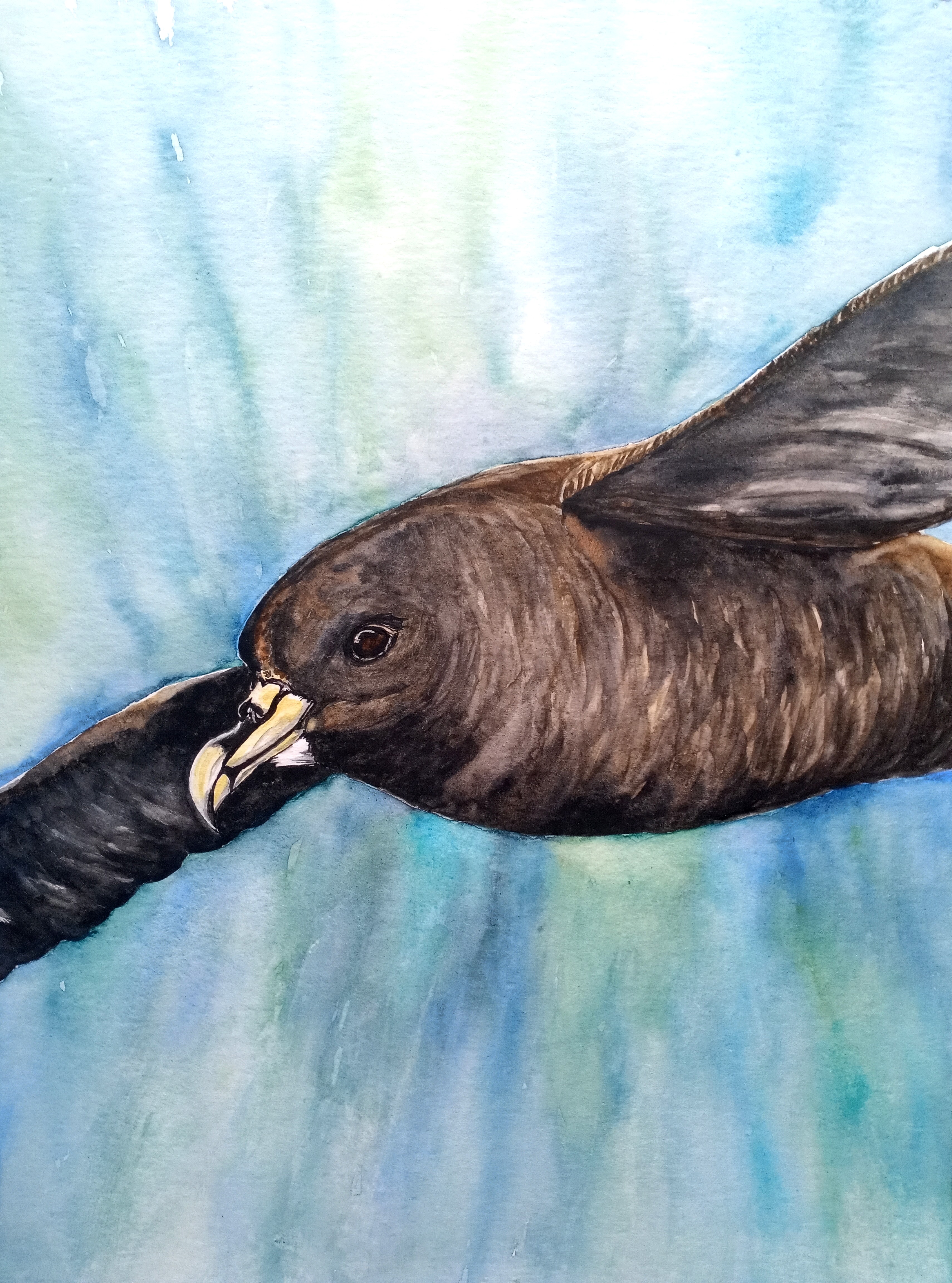 Helen Worthington White chinned Petrel watercolour Kirk Zufelt