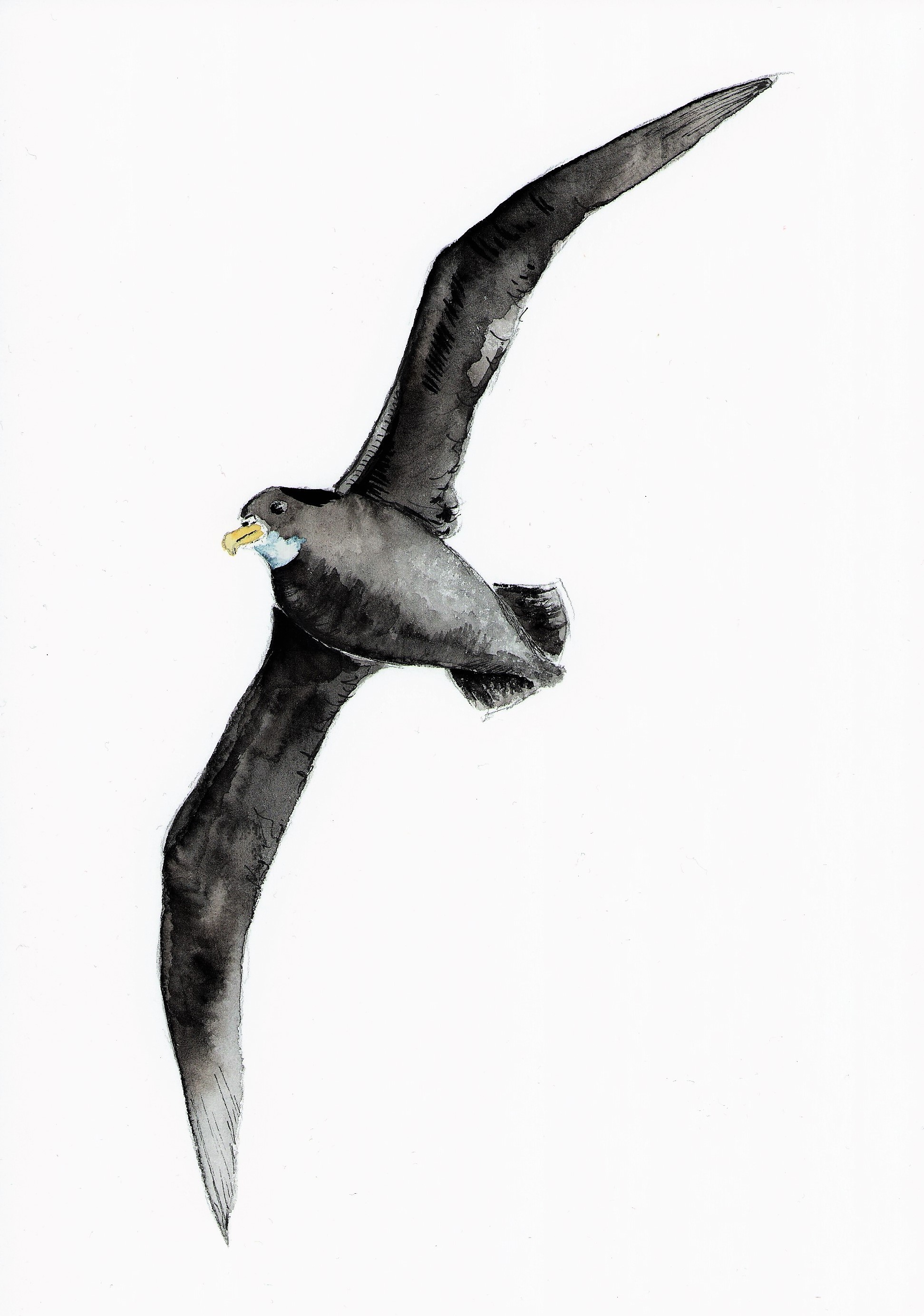 Lea Finke White chinned Petrel watercolour Kirk Zufelt