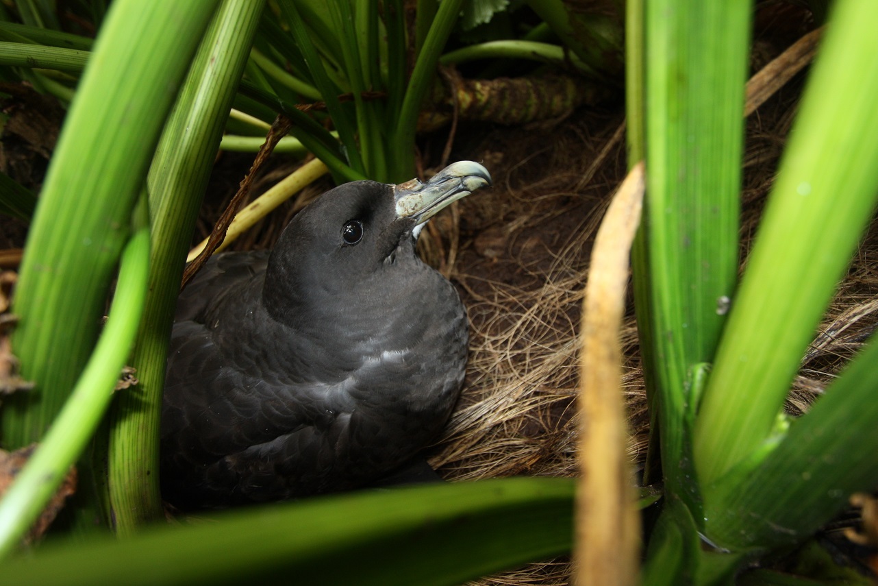 Rexer Huber White chinned Petrel Disappointment Jan2015