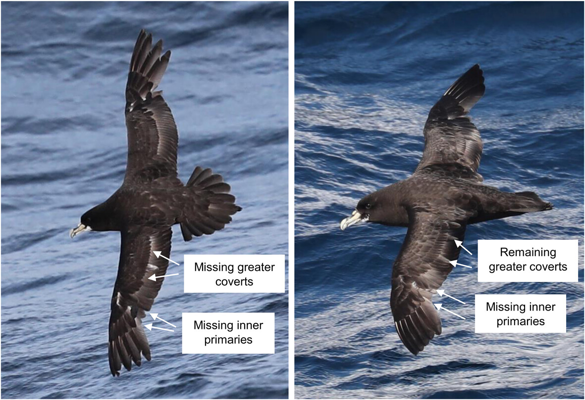 WCP moult
