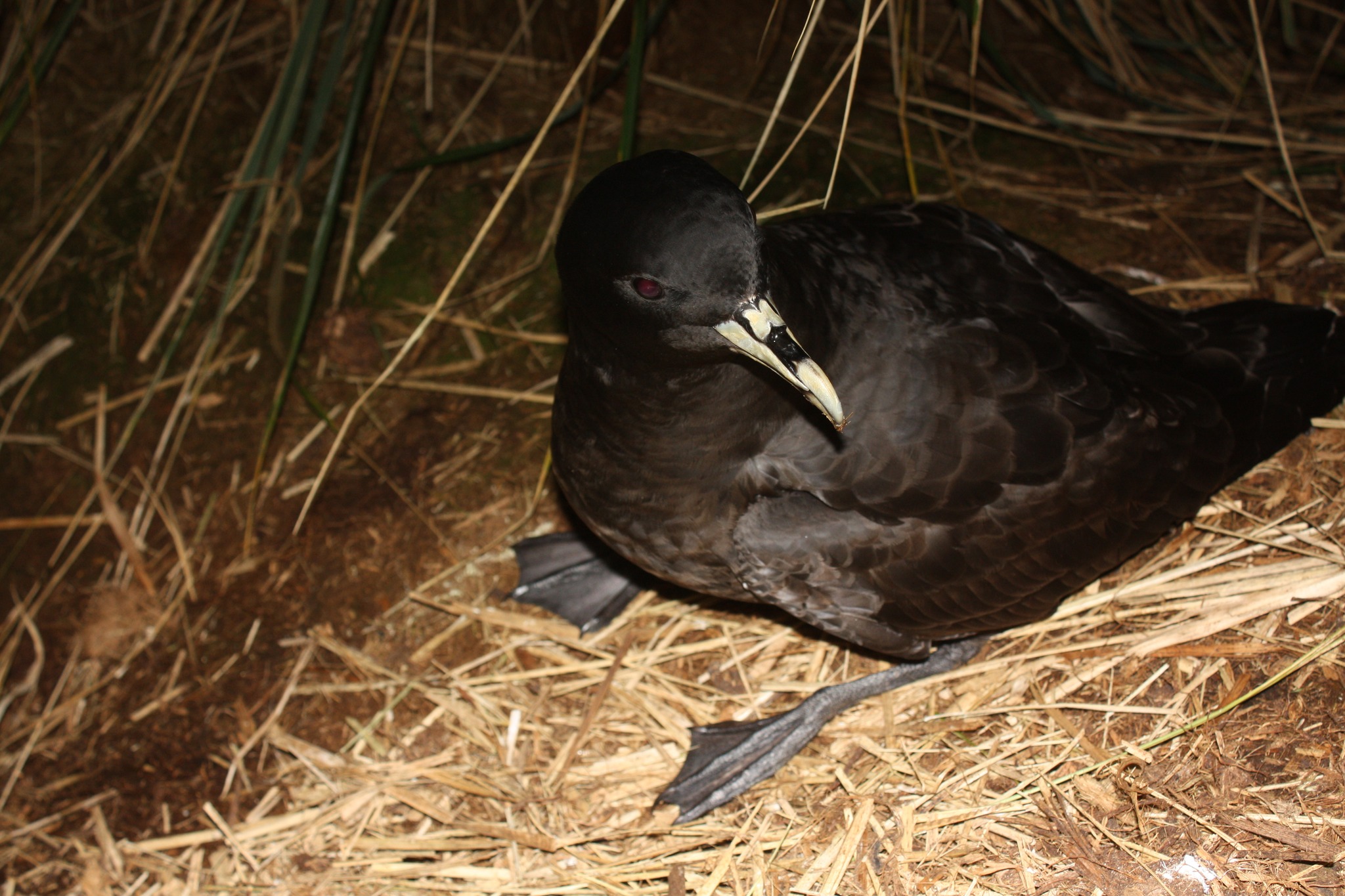 Whie chinned Petrel New Island