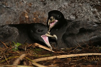 White-chinned Petrels Antipodes Dave Boyle