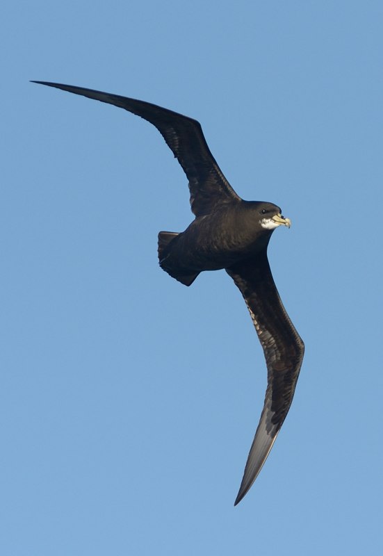 White chinned Petrel 4 Kirk Zufelt