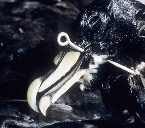 white chinned petrel hooked by nicolas gasco