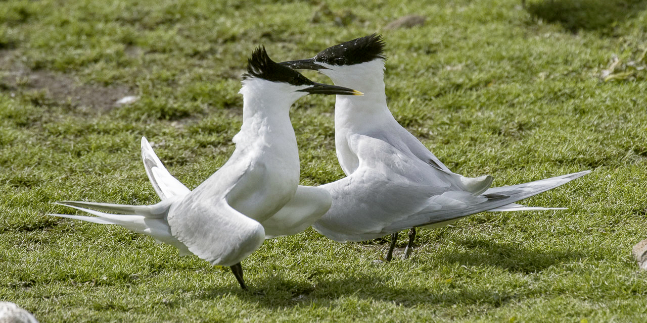 Sandwich Tern Farne Is FJ0A5168 35937297300
