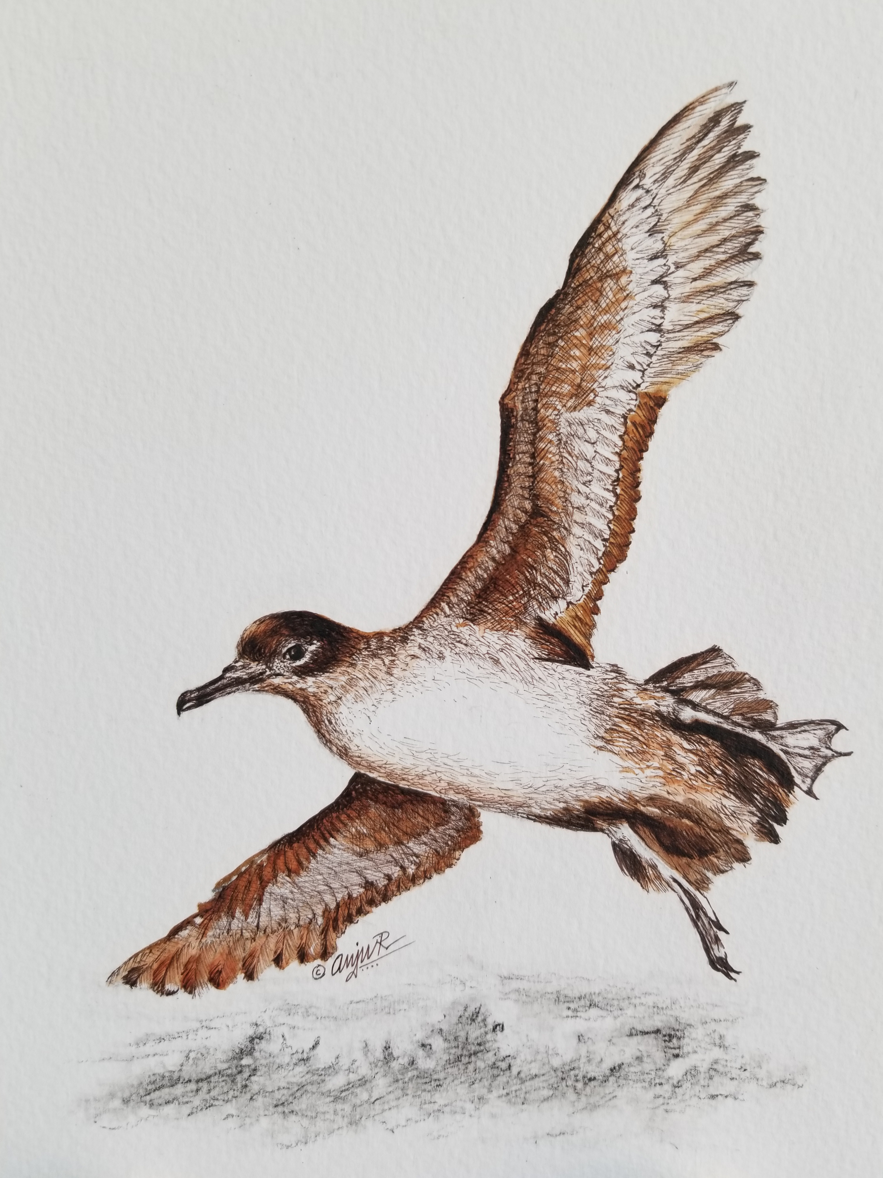 Anju Rajesh Balearic Shearwater pen ink Pep Arcos