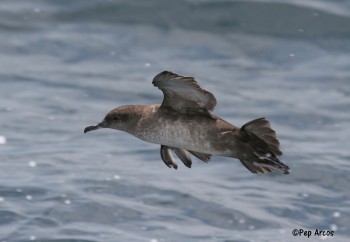 Balearic Shearwater Pep Arcos