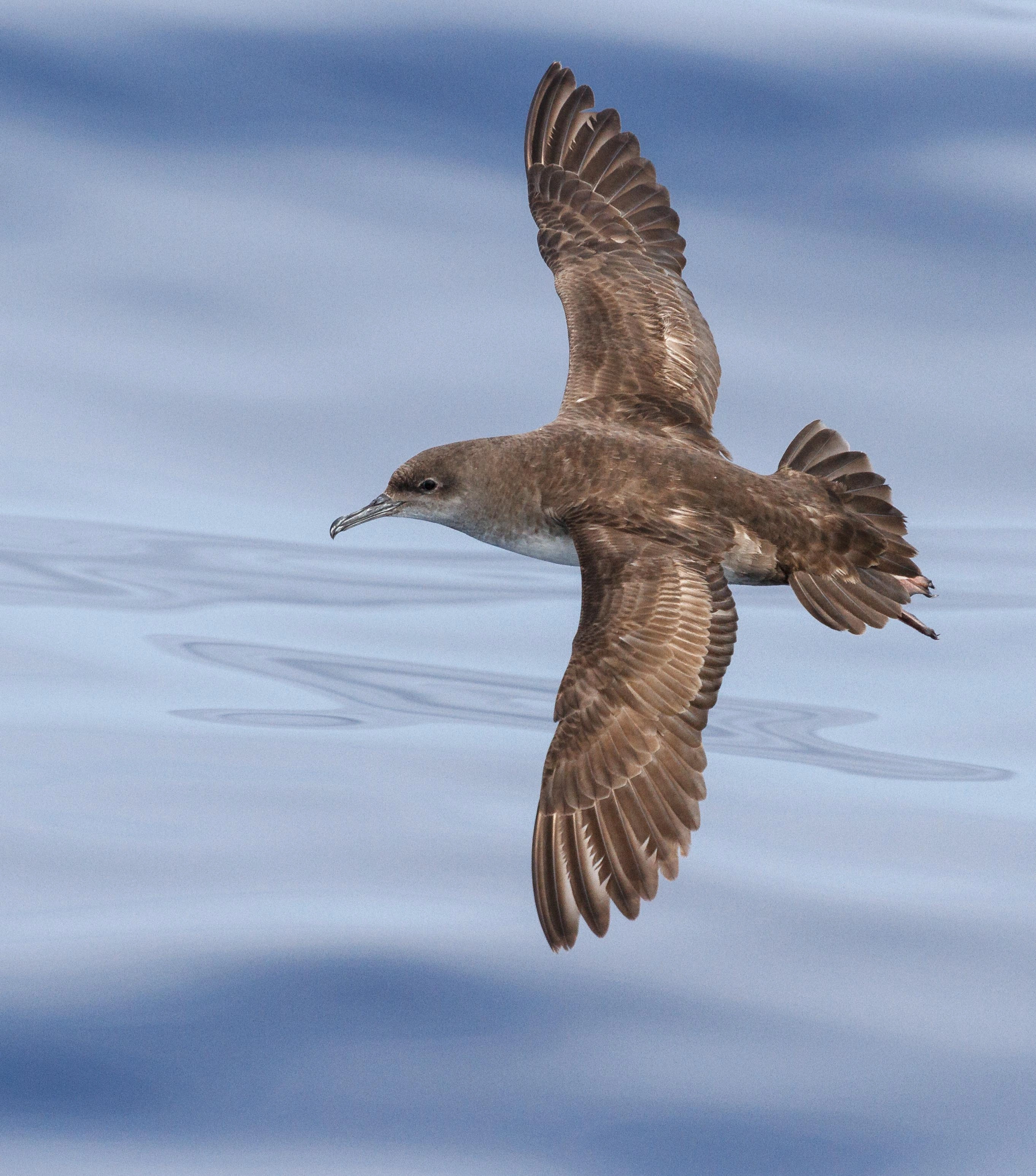 Procellariiform Agreement on the Conservation of Albatrosses and Petrels - Binoculars ...