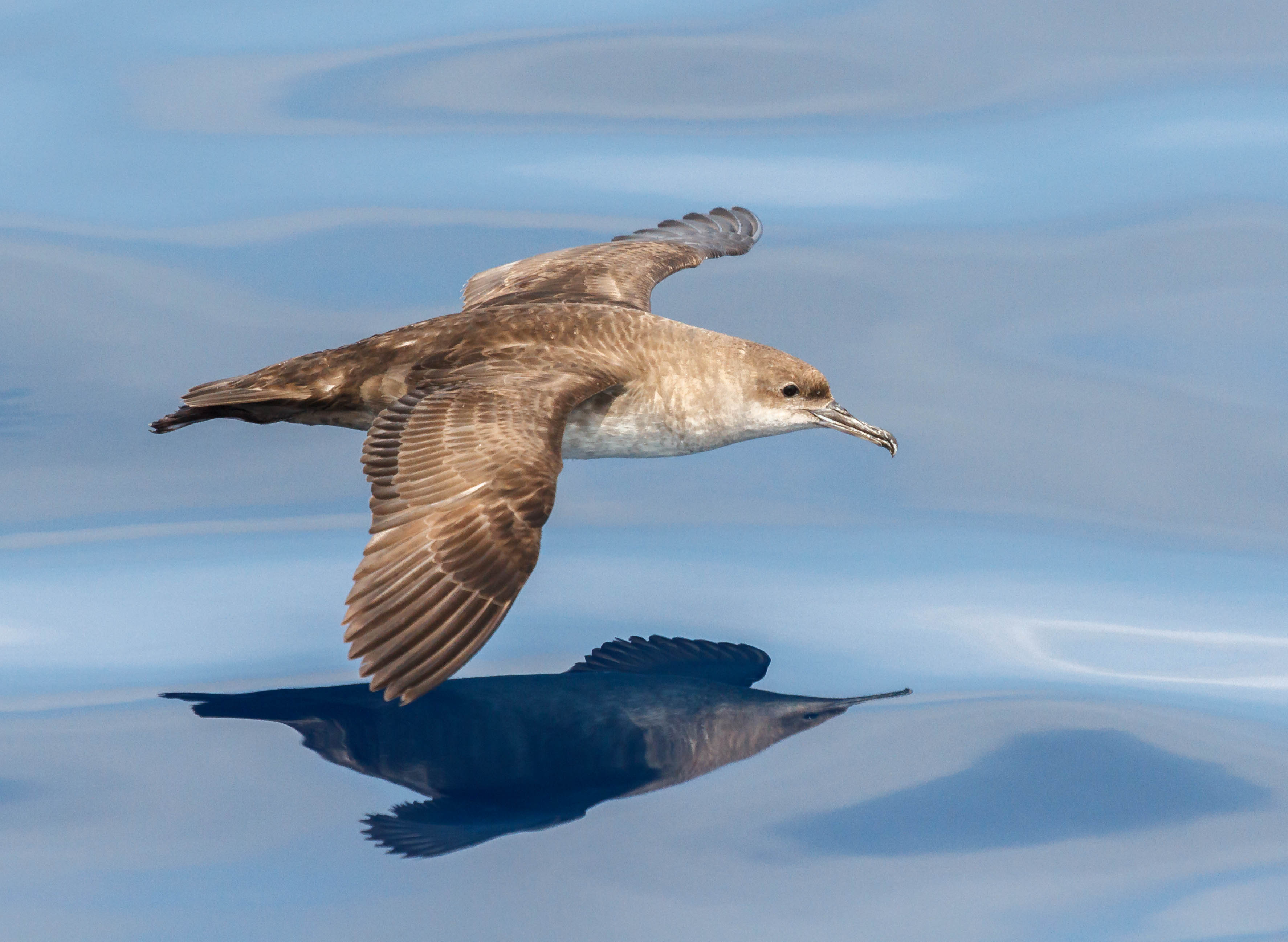 Balearic Shearwater Pep Arcos 9