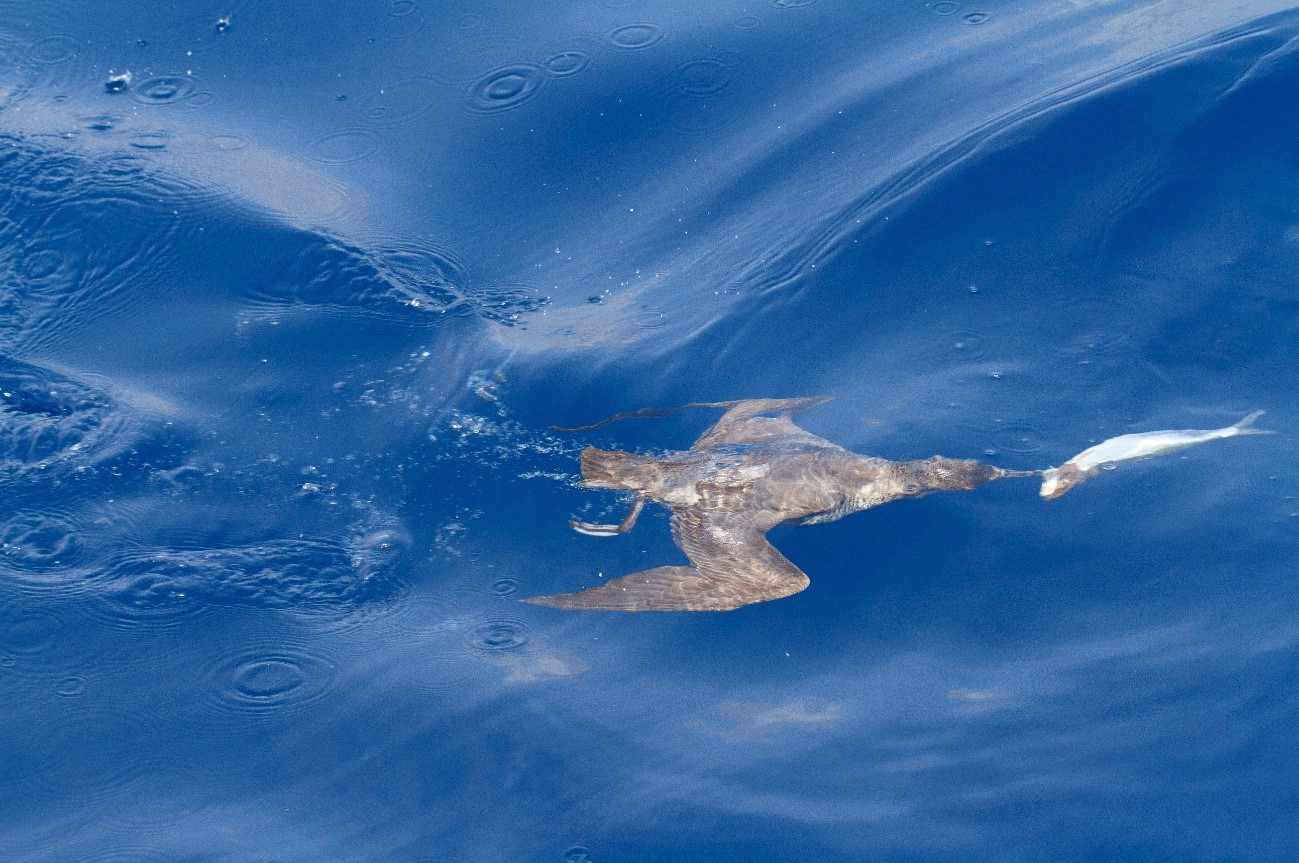 Balearic Shearwater Pep Arcos underwater