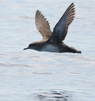 Balearic Shearwater at sea